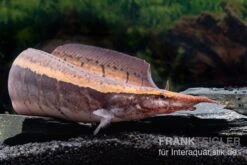 Borneo-Stachelaal, Macrognathus Cf. Tapirus -Boutique-Tierhandlung Borneo Stacheaal Macrognathus cf tapirus 14