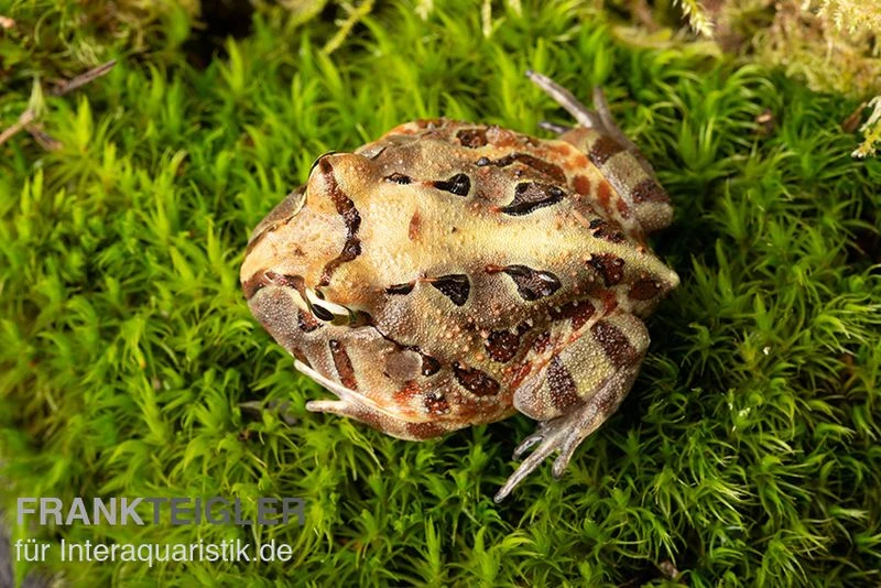 Brasilianischer Schmuckhornfrosch, Ceratophrys Aurita 5 Brasilianischer Schmuckhornfrosch, Ceratophrys Aurita – Bild 5
