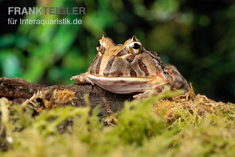 Brasilianischer Schmuckhornfrosch, Ceratophrys Aurita 2 Brasilianischer Schmuckhornfrosch, Ceratophrys Aurita – Bild 2
