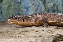 Braune Schildechse, Gerrhosaurus Major -Boutique-Tierhandlung Braune Schildechse Gerrhosaurus major 1