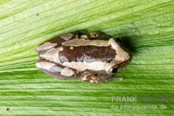 Brauner Bananenfrosch, Afrixalus Dorsalis -Boutique-Tierhandlung Brauner Bananenfrosch Afrixalus dorsalis 3