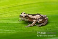 Brauner Bananenfrosch, Afrixalus Dorsalis -Boutique-Tierhandlung Brauner Bananenfrosch Afrixalus dorsalis 4