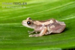 Brauner Bananenfrosch, Afrixalus Dorsalis -Boutique-Tierhandlung Brauner Bananenfrosch Afrixalus dorsalis 5