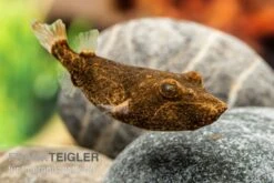 Brauner Kugelfisch, Tetraodon Miurus -Boutique-Tierhandlung Brauner Kugelfisch Tetraodon miurus 2