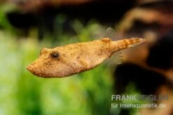 Brauner Kugelfisch, Tetraodon Miurus -Boutique-Tierhandlung Brauner Kugelfisch Tetraodon miurus 3