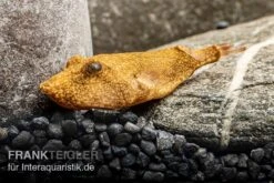 Brauner Kugelfisch, Tetraodon Miurus -Boutique-Tierhandlung Brauner Kugelfisch Tetraodon miurus 5