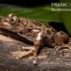 Brauner Rennfrosch, Kassina Fusca