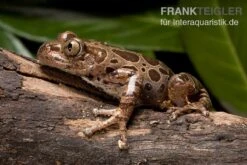 Brauner Rennfrosch, Kassina Fusca