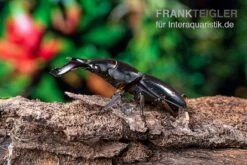 Bucephalus-Hirschkäfer, Dorcus Bucephalus -Boutique-Tierhandlung Bucephalus Hirschkaefer Dorcus bucephalus 4
