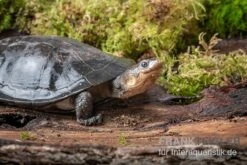 Buckelschildkröte, Phrynops Gibbus -Boutique-Tierhandlung Buckelschildkroete Phrynops gibbus 3
