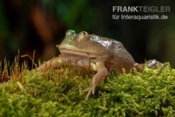 Budgett`s-Frosch, Lepidobatrachus Laevis -Boutique-Tierhandlung Budgetts Frosch Lepidobatrachus laevis 3