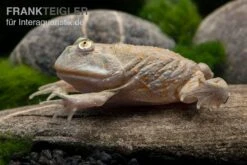 Budgett`s-Frosch, Lepidobatrachus Laevis -Boutique-Tierhandlung Budgetts Frosch Lepidobatrachus laevis 4