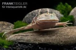 Budgett`s-Frosch, Lepidobatrachus Laevis -Boutique-Tierhandlung Budgetts Frosch Lepidobatrachus laevis 5