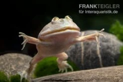 Budgett`s-Frosch, Lepidobatrachus Laevis -Boutique-Tierhandlung Budgetts Frosch Lepidobatrachus laevis 6