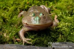 Budgett`s-Frosch, Lepidobatrachus Laevis -Boutique-Tierhandlung Budgetts Frosch Lepidobatrachus laevis 8