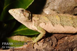 Buntleguan, Polychrus Marmoratus -Boutique-Tierhandlung Buntleguan Polychrus marmoratus 3