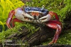 Harlekinkrabbe, Cardisoma Armatum 5 Harlekinkrabbe, Cardisoma Armatum -Boutique-Tierhandlung Cardisoma armatum 4