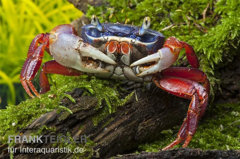 Harlekinkrabbe, Cardisoma Armatum 3 Harlekinkrabbe, Cardisoma Armatum – Bild 3