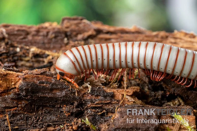 Caudulanus-Tausendfüßer, Spirobolus Caudulanus 3 Caudulanus-Tausendfüßer, Spirobolus Caudulanus – Bild 3
