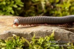 Caudulanus-Tausendfüßer, Spirobolus Caudulanus 8 Caudulanus-Tausendfüßer, Spirobolus Caudulanus -Boutique-Tierhandlung Caudulanus Tausendfuesser Spirobolus caudulanus 4