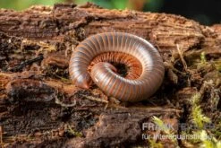 Caudulanus-Tausendfüßer, Spirobolus Caudulanus 9 Caudulanus-Tausendfüßer, Spirobolus Caudulanus -Boutique-Tierhandlung Caudulanus Tausendfuesser Spirobolus caudulanus 5