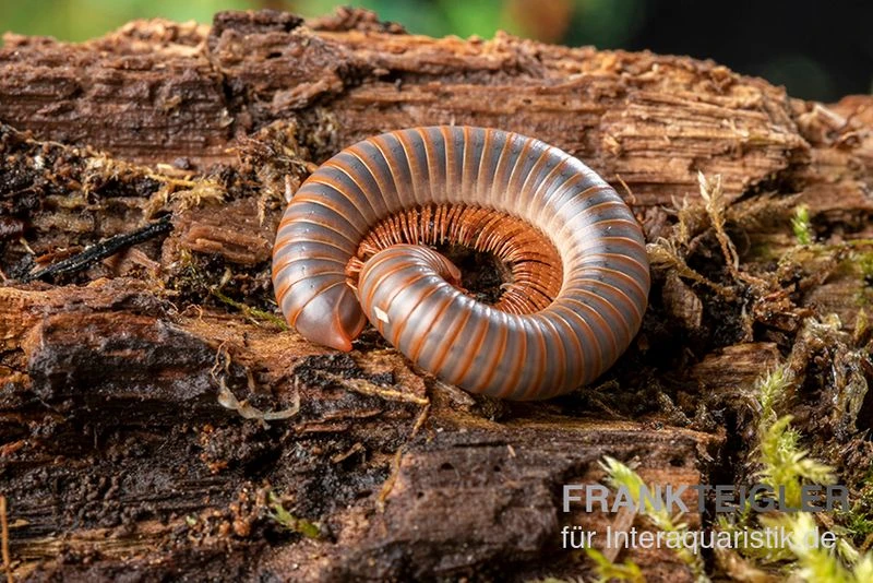Caudulanus-Tausendfüßer, Spirobolus Caudulanus 5 Caudulanus-Tausendfüßer, Spirobolus Caudulanus – Bild 5