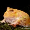 Aprikosefarbener Albino Pacman-Frog, Ceratophrys Cranwelli Apricot