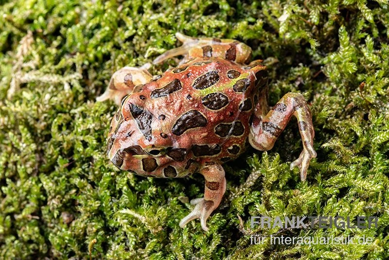 High Red Ornated-Pacman-Frog, Ceratophrys Cranwelli High Red Ornated 2 High Red Ornated-Pacman-Frog, Ceratophrys Cranwelli High Red Ornated – Bild 2