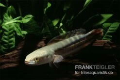 Goldlinienschlangenkopffisch, Channa Micropeltes -Boutique-Tierhandlung Channa micropeltes Goldlinienschlangenkopf 3
