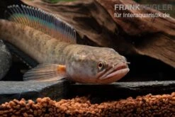 True Blue Schlangenkopf, Channa Sp. „True Blue Snakehead“ 9 True Blue Schlangenkopf, Channa Sp. „True Blue Snakehead“ -Boutique-Tierhandlung Channa spec 2 True Blue 1