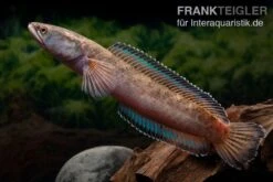 True Blue Schlangenkopf, Channa Sp. „True Blue Snakehead“ 11 True Blue Schlangenkopf, Channa Sp. „True Blue Snakehead“ -Boutique-Tierhandlung Channa spec 2 True Blue 15