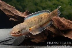 True Blue Schlangenkopf, Channa Sp. „True Blue Snakehead“ 13 True Blue Schlangenkopf, Channa Sp. „True Blue Snakehead“ -Boutique-Tierhandlung Channa spec 2 True Blue 24
