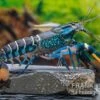 Cherax "Pink Coral", Cherax Warsamsonicus