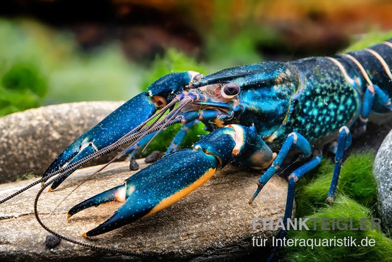Cherax "Pink Coral", Cherax Warsamsonicus 2 Cherax "Pink Coral", Cherax Warsamsonicus – Bild 2