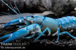 Blauer Yabby, Cherax Destructor "Blue Pearl" -Boutique-Tierhandlung Cherax destructor Blue Pearl 8