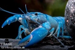Blauer Yabby, Cherax Destructor "Blue Pearl" -Boutique-Tierhandlung Cherax destructor Blue Pearl 9