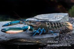Cherax Sp. 'Blue Moon' Snake Skin -Boutique-Tierhandlung Cherax spec BLUE MOON SNAKE SKIN m