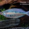 Gestreifter Regenbogenfisch, Chilatherina Fasciata, 5 Tiere