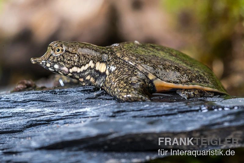 Chinesische Weichschildkröte, Pelodiscus Sinensis 1 Chinesische Weichschildkröte, Pelodiscus Sinensis