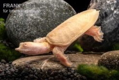 Chinesische Weichschildkröte Albino, Pelodiscus Sinensis -Boutique-Tierhandlung Chinesische Weichschildkroete albino Pelodiscus sinensis 3 jpg