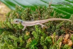 Conrau`s Zwerggecko, Lygodactylus Conraui 5 Conrau`s Zwerggecko, Lygodactylus Conraui -Boutique-Tierhandlung Conraus Zwerggecko Lygodactylus conraui 3