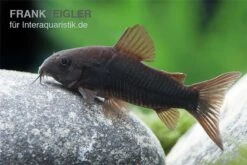 Schwarzer Metallpanzerwels, Corydoras Aeneus BLACK VENEZUELA, DNZ! -Boutique-Tierhandlung Corydoras aeneus BLACK VENEZUELA 6