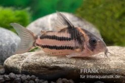 Corydoras Aff. Bifasciatus CW 127 "Super Parallelus" -Boutique-Tierhandlung Corydoras sp aff parallelus CW127 11