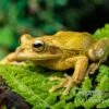Costa Rica-Maskenlaubfrosch, Smilisca Phaeota