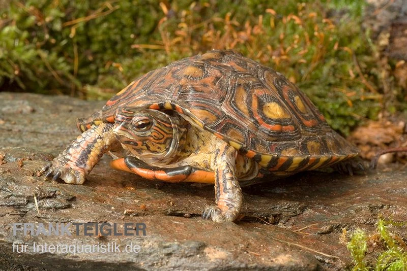 Costa-Rica-Pracht-Erdschildkröte, Rhinoclemmys Pulcherrima Manni 2 Costa-Rica-Pracht-Erdschildkröte, Rhinoclemmys Pulcherrima Manni – Bild 2