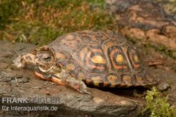 Costa-Rica-Pracht-Erdschildkröte, Rhinoclemmys Pulcherrima Manni 5 Costa-Rica-Pracht-Erdschildkröte, Rhinoclemmys Pulcherrima Manni -Boutique-Tierhandlung Costa Rica Pracht Erdschildkroet Rhinoclemmys pulcherrima manni 3