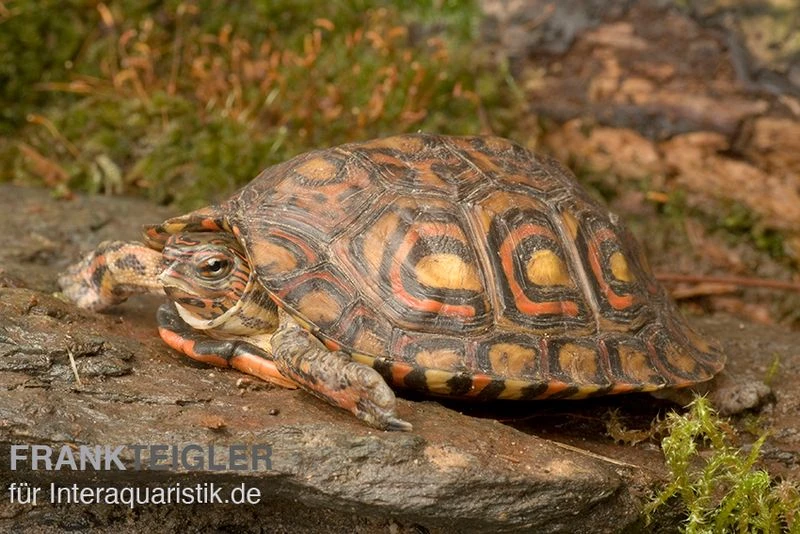 Costa-Rica-Pracht-Erdschildkröte, Rhinoclemmys Pulcherrima Manni 3 Costa-Rica-Pracht-Erdschildkröte, Rhinoclemmys Pulcherrima Manni – Bild 3