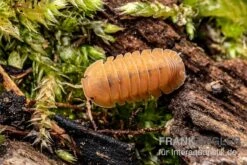 Mandarin-Assel, Cubaris Sp. “RubberduckyMandarin” -Boutique-Tierhandlung Cubaris sp Rubberducky Mandarin Assel