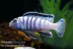 Sechsstreifen-Tilapia, Cynotilapia Afra "Jalo Reef", DNZ -Boutique-Tierhandlung Cynotilapia afra 2