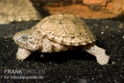 Gekielte Moschusschildkröte, Kinosternon Carinatum -Boutique-Tierhandlung Dach Moschusschildkroete Sternotherus carinatus 1